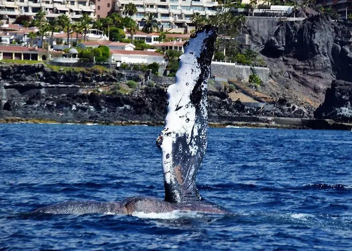 Apartmán Jardín Puerto de Santiago (Tenerife)