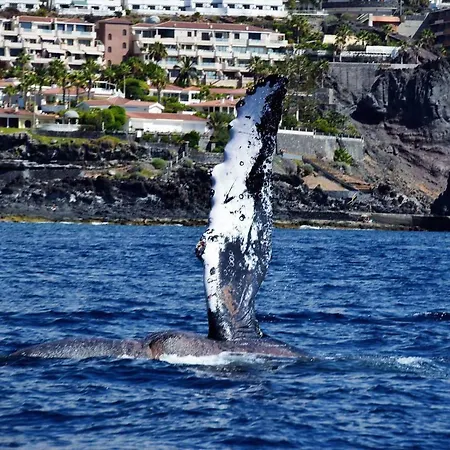 Lägenhet Jardin Puerto de Santiago (Tenerife)